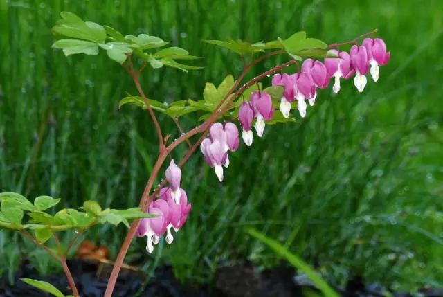 A single stem of bleeding heart blooms against a backdrop of green foliage.