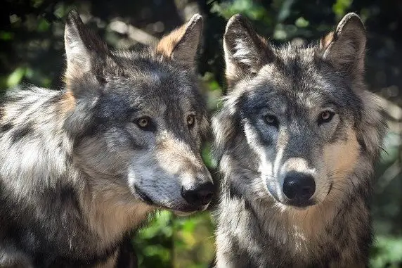 A close up image of two grey wolves looking directly at us.
