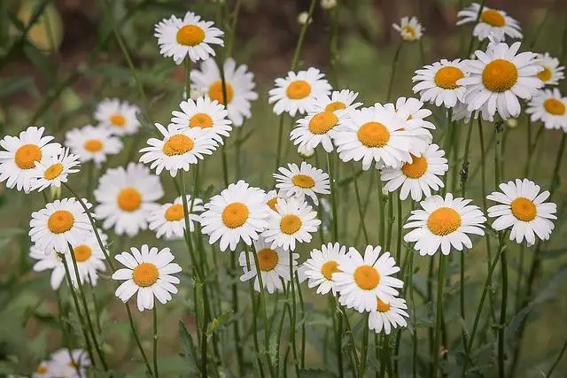 daisies