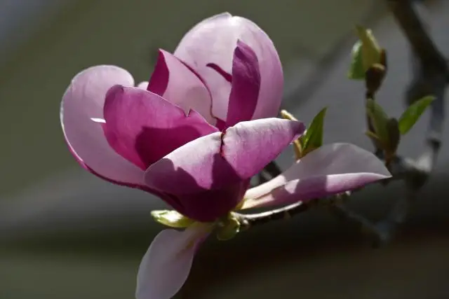 A close-up of a single magnolia bloom.