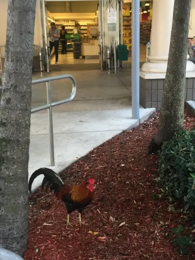 chicken thursday july 2 kathie