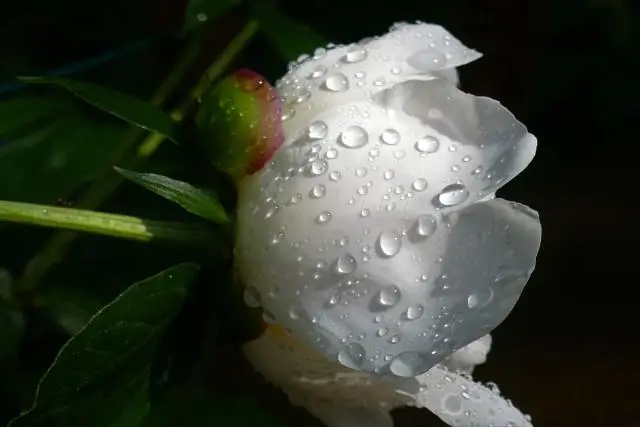 A white rose with raindrops.