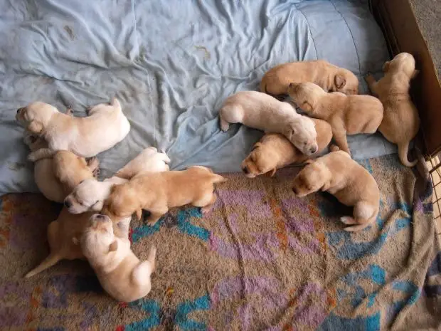 puppy litter